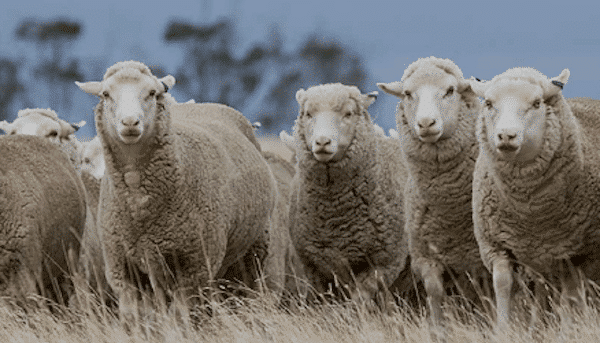 sheep