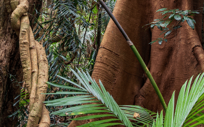 Explore The Scenic Rim: Binna Burra