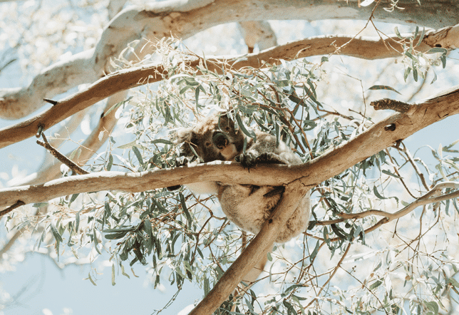 Kangaroo Island koala in gum tree