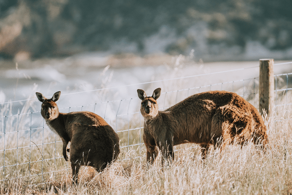 Wander at Kangaroo Island - two kangaroos stand in a field.