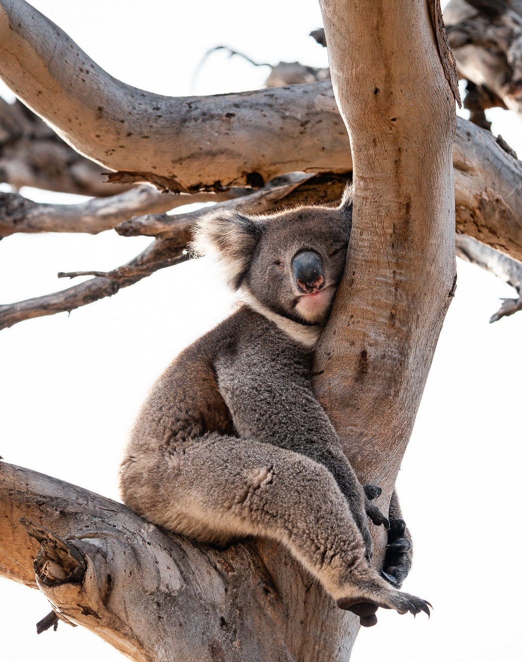 wander on kangaroo island location 274 credit ross long