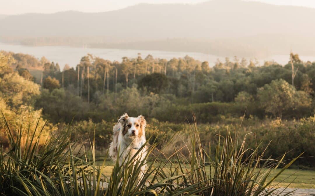 Bringing your dog to the Scenic Rim: A Complete Guest Guide