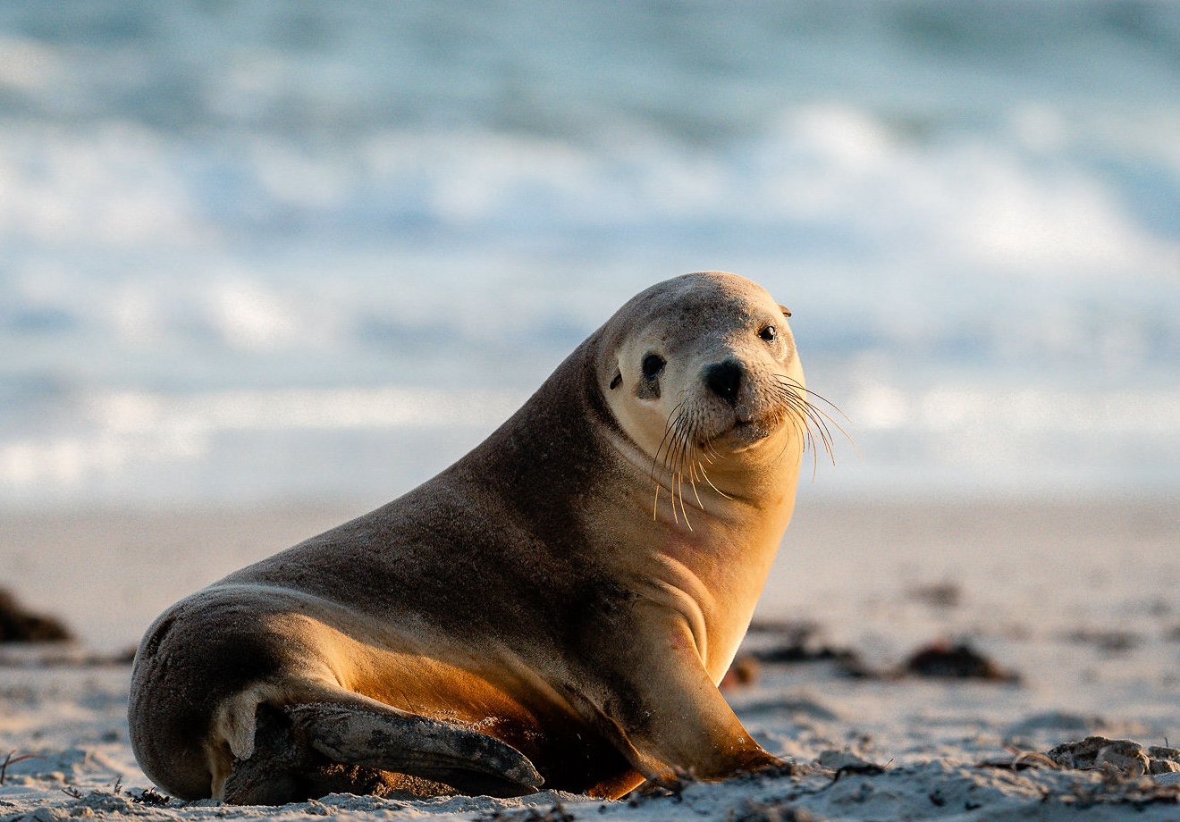Wander on Kangaroo Island_Location_282_Credit_Ross Long