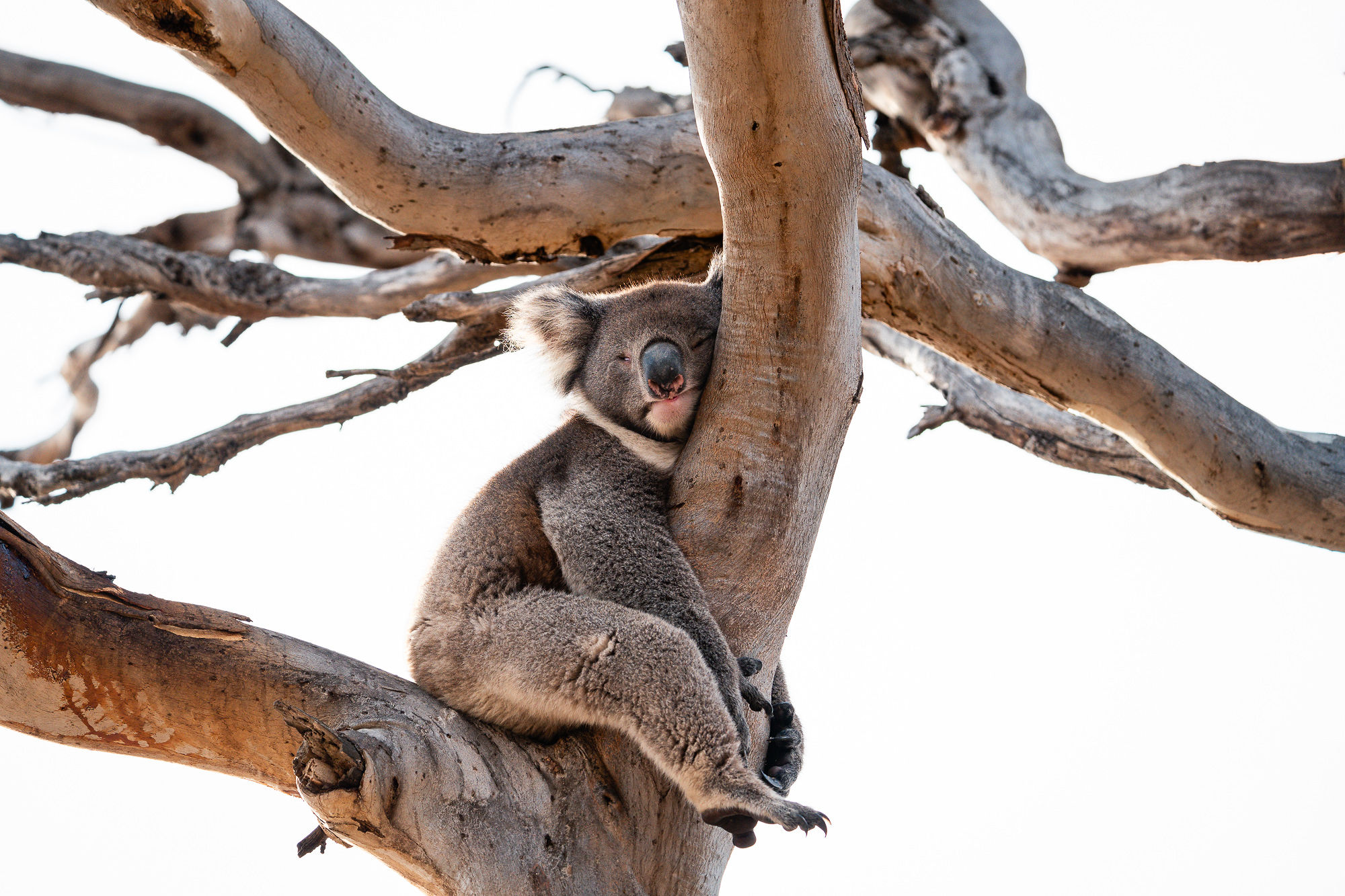 Wander on Kangaroo Island_Location_274_Credit_Ross Long