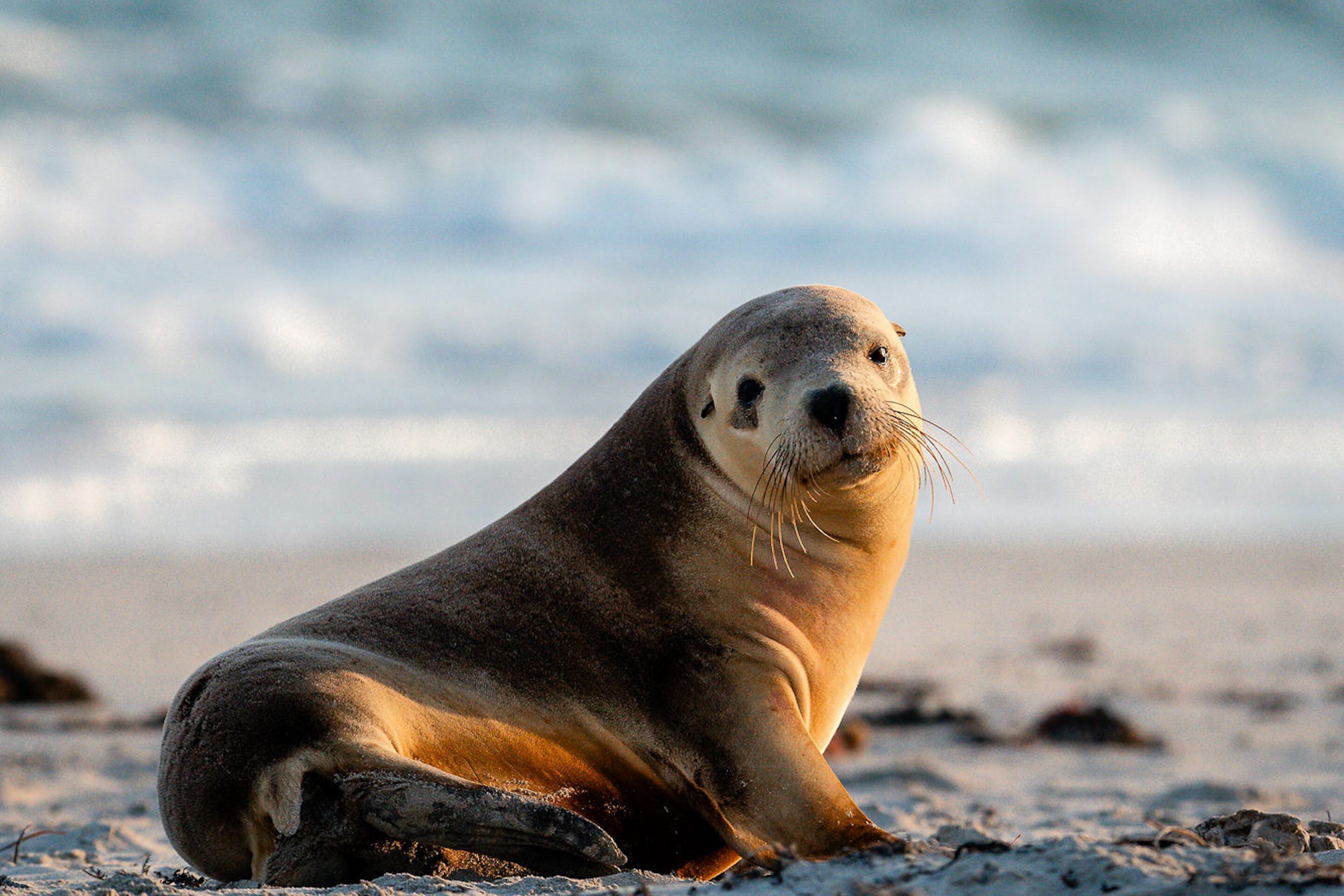 Wander on Kangaroo Island_Location_282_Credit_Ross Long 2