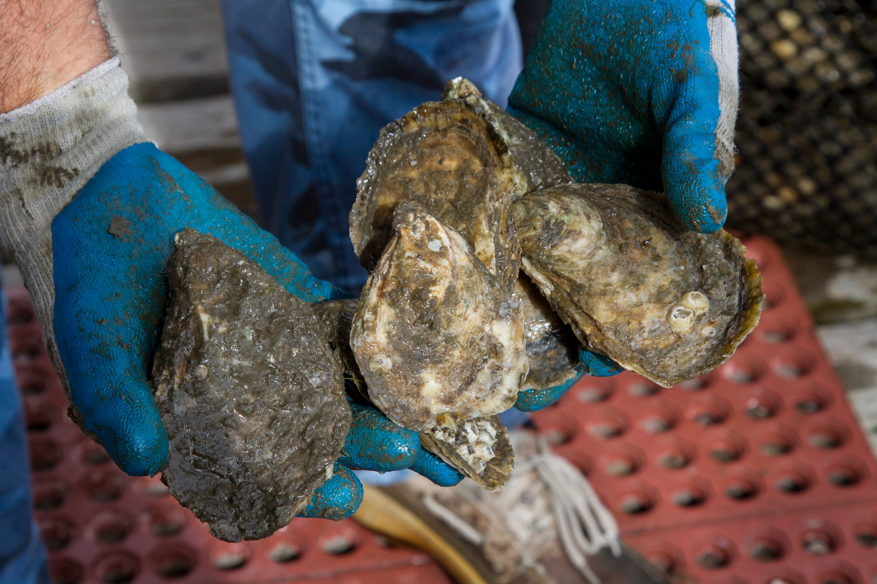 Kangaroo Island Oysters