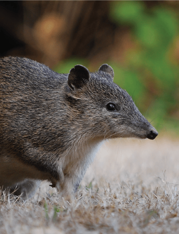 Southern Brown Bandicoot