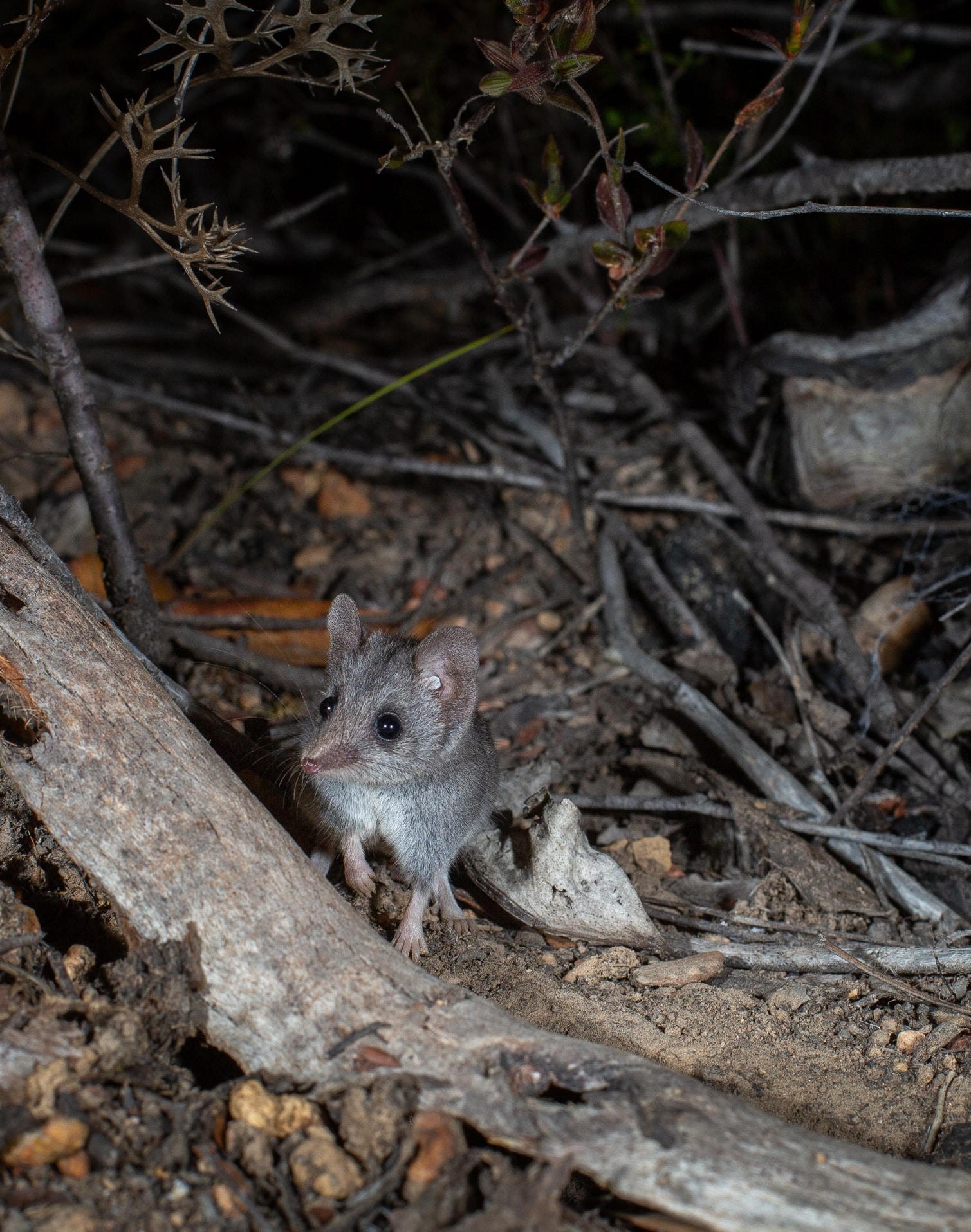 Kangaroo Island Dunnart
