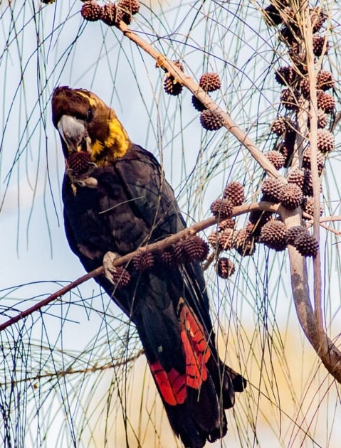 Kangaroo Island lossy-Black-Cockatoo