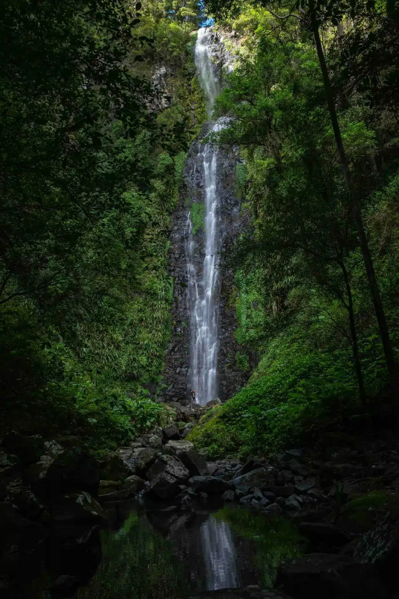 Larapinta Falls Lamington National Park