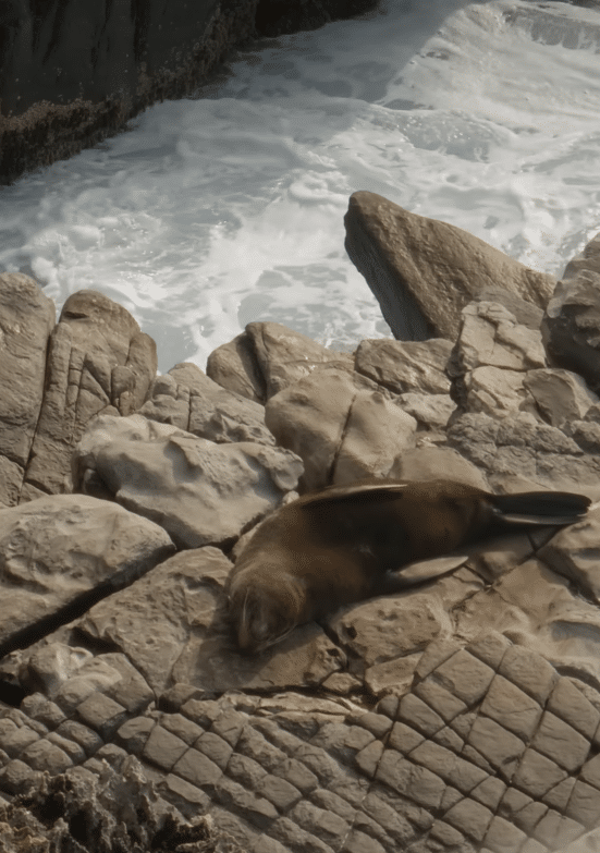Long nose fur seal kangaroo island