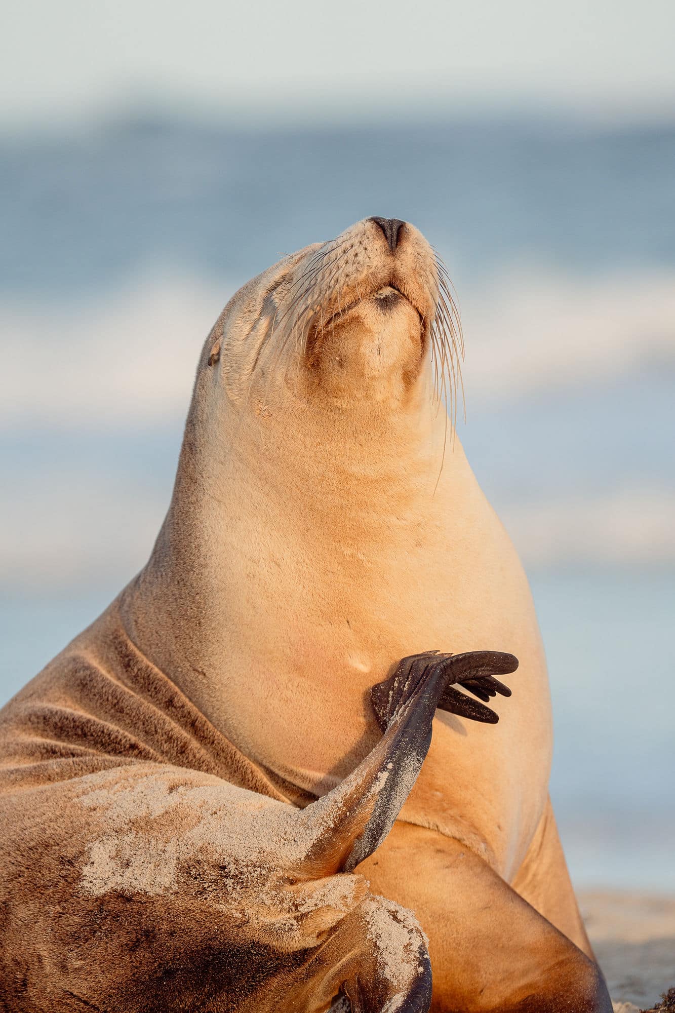 Kangaroo Island Australian Sea Lion