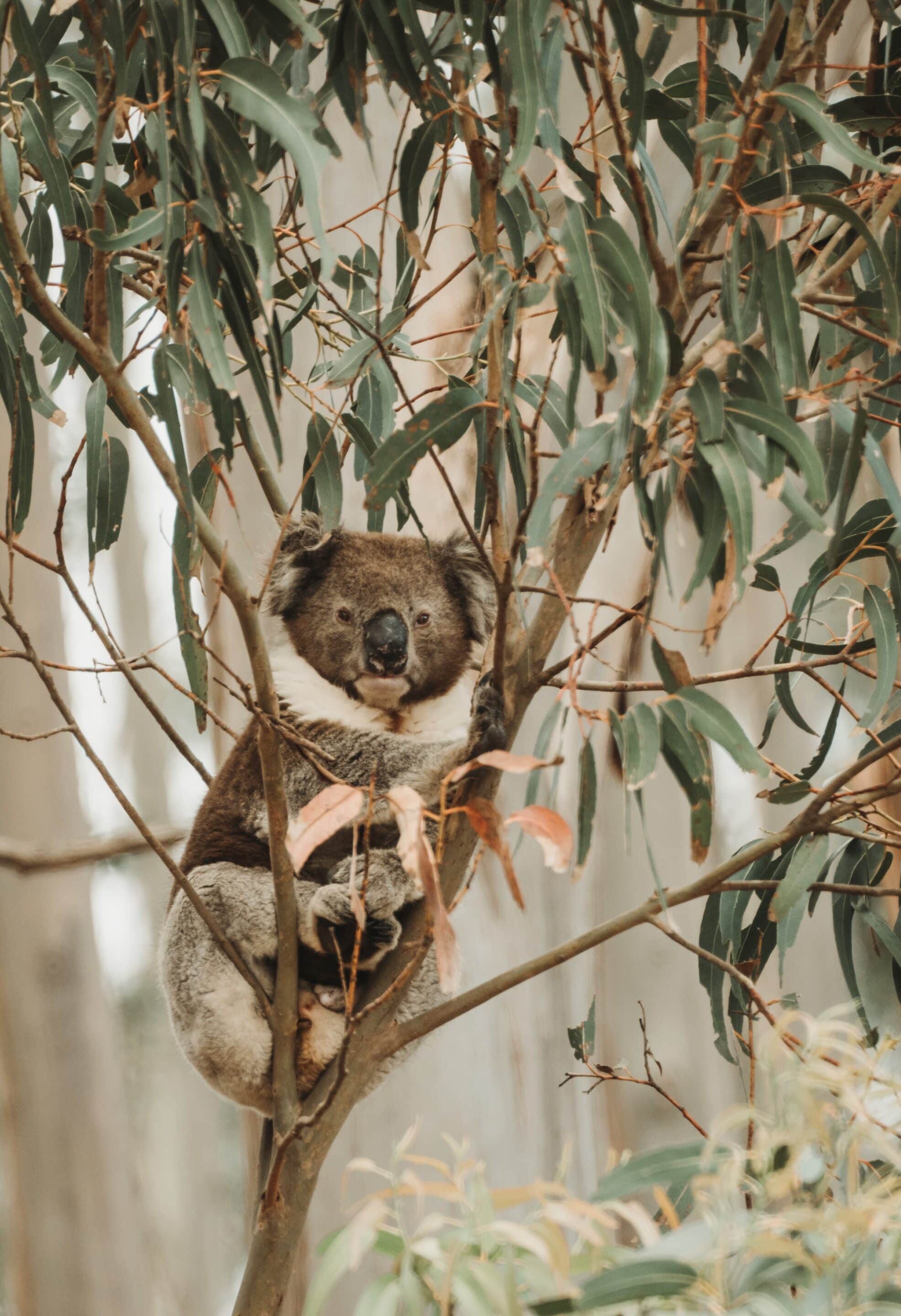 Kangaroo Island Koala in gum tree