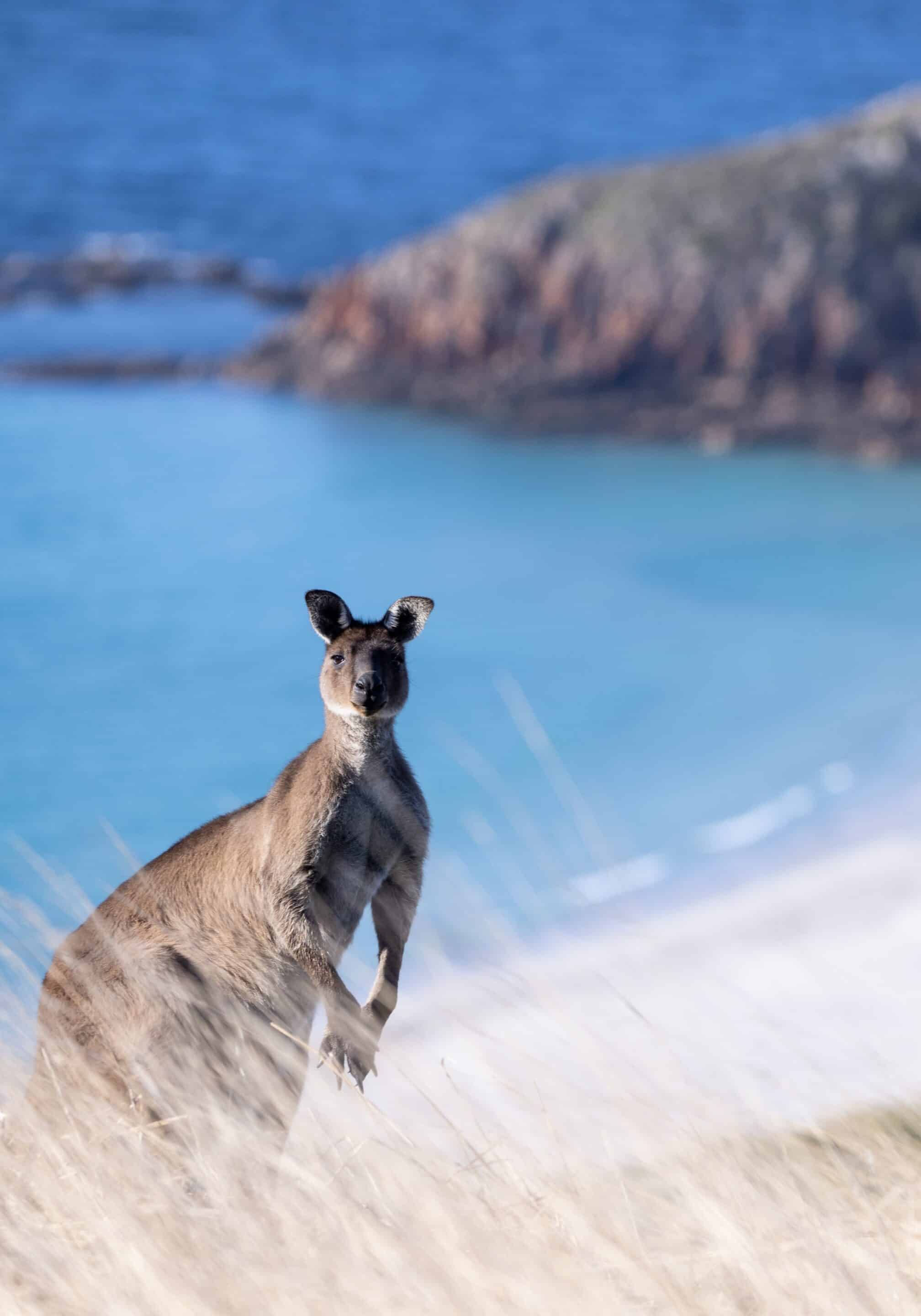 Kangaroo Island Kangaroo Snelling Beach