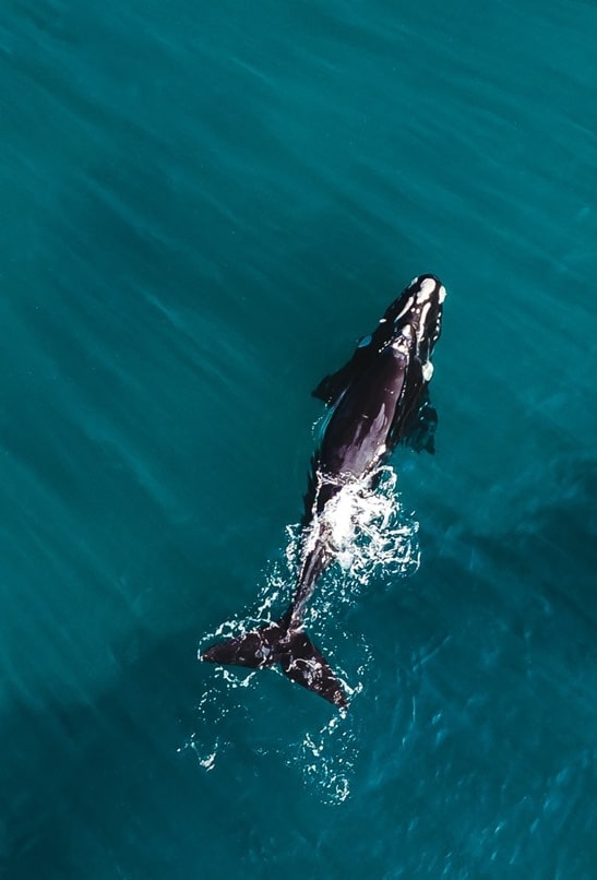 southern-right-whale